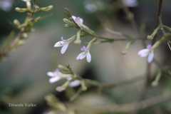 Gymnostachyum canescens